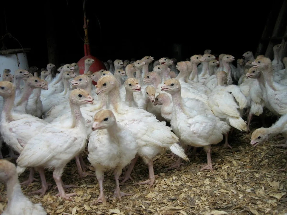Turkey Growers, Mini's, Double Breasted - Image 2