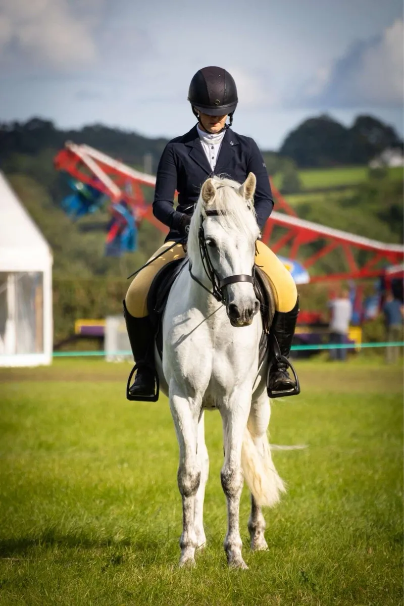 Connemara gelding - Image 2