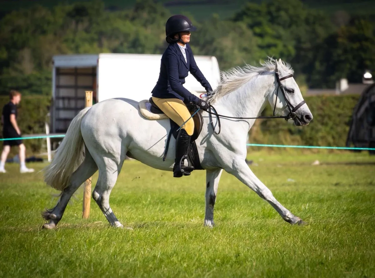 Connemara gelding - Image 3