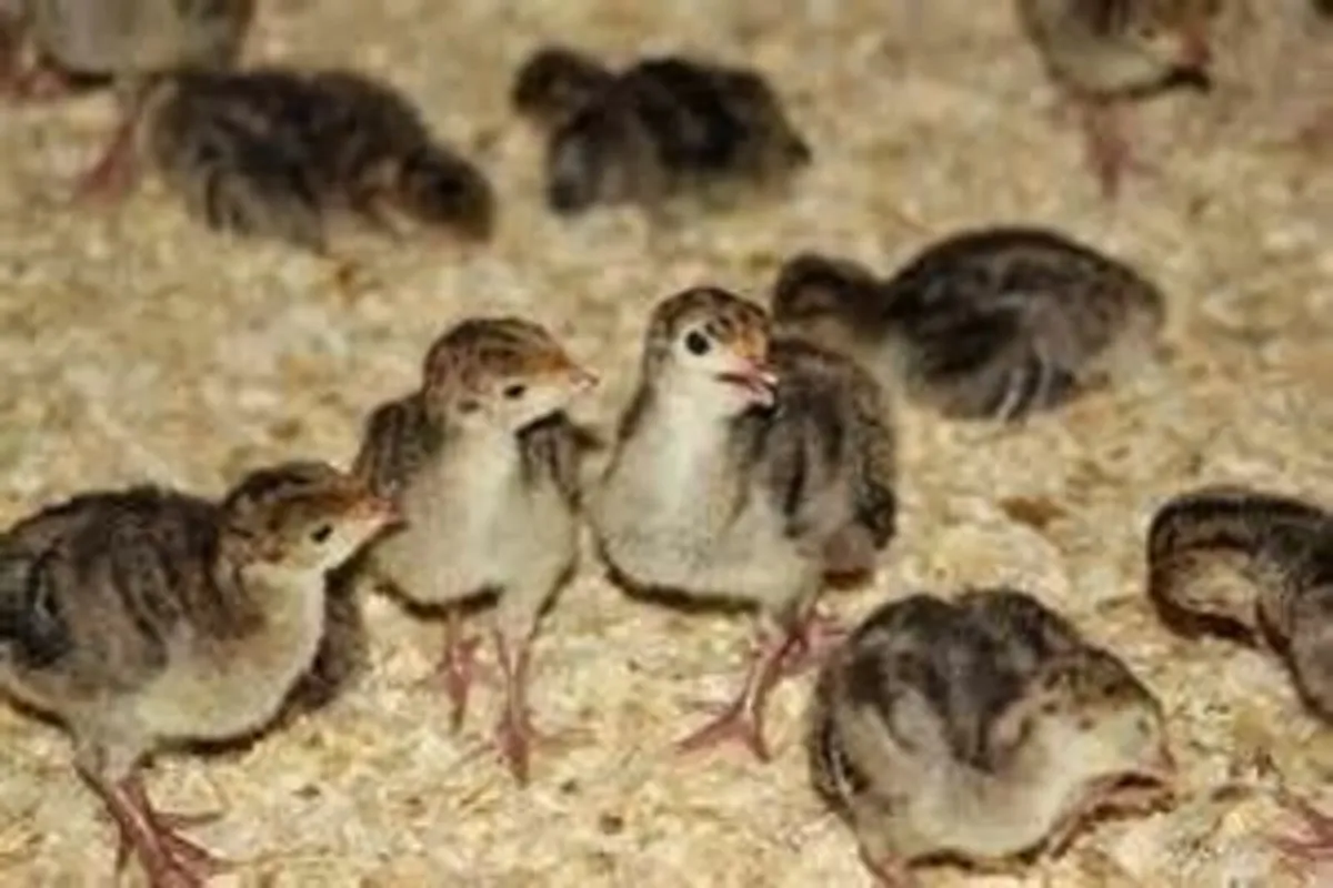 Turkey Growers, Mini's, Double Breasted - Image 3