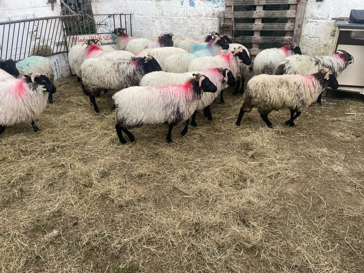 Sheep - Image 3