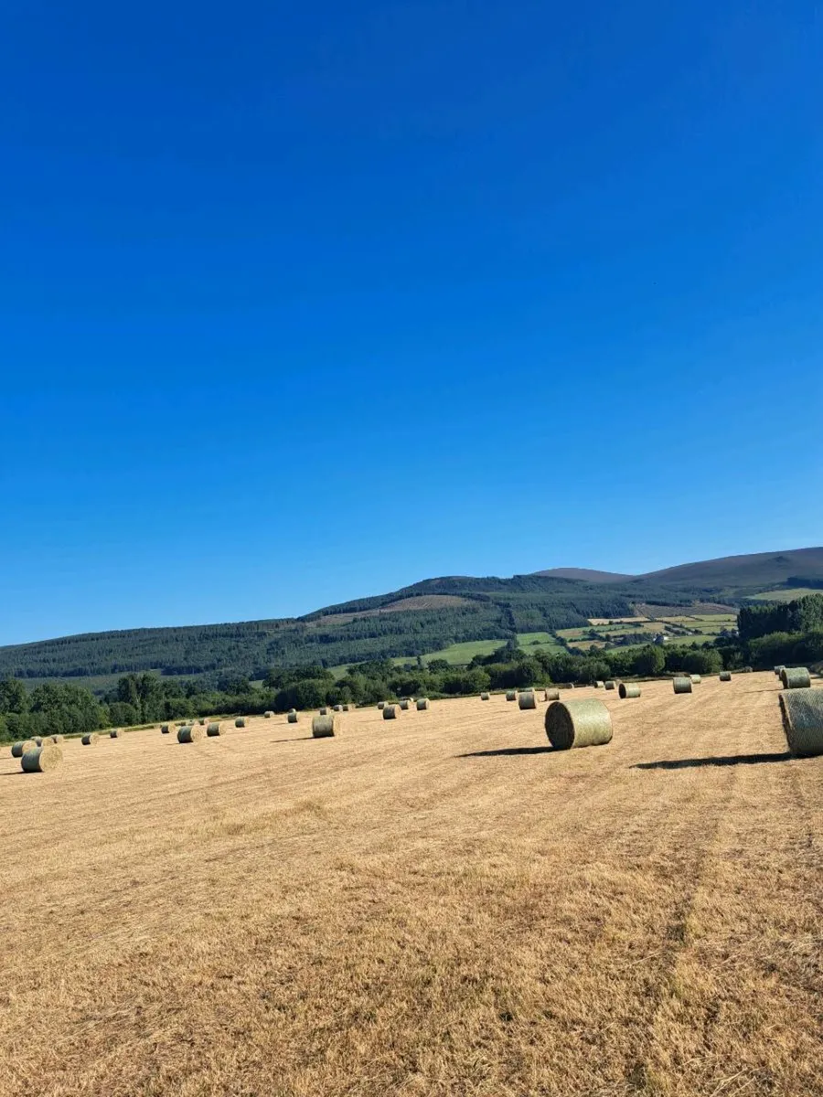 Organic hay - Image 1