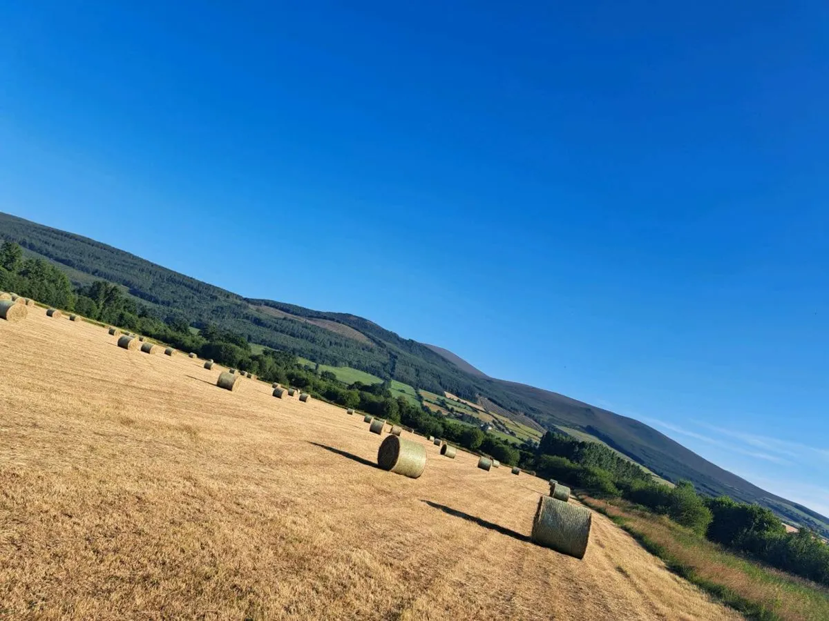 Organic hay - Image 3