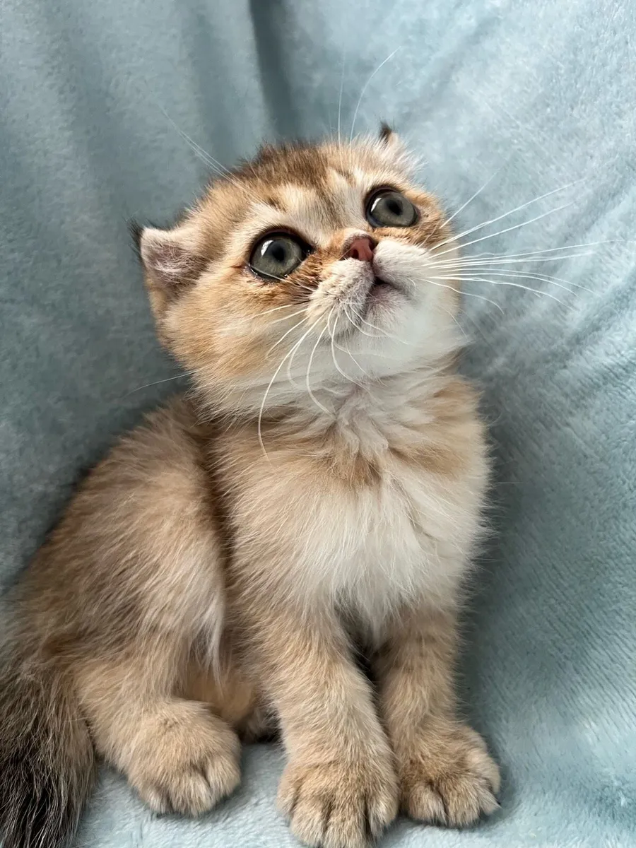 Scottish fold and straight kittens - Image 4