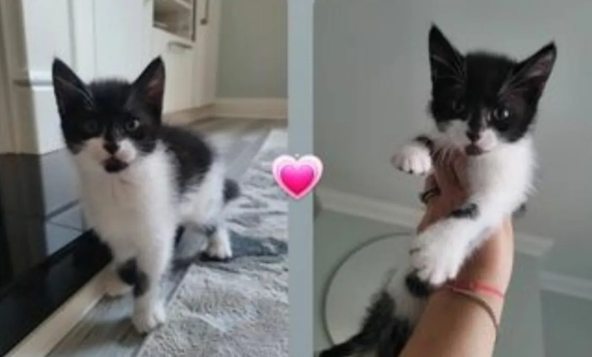 Kittens - Image 2