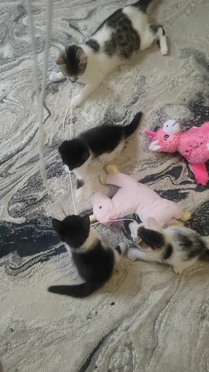 Kittens - Image 3