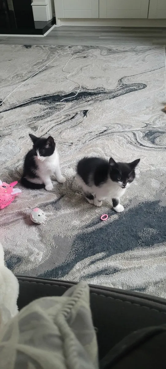 Kittens - Image 4