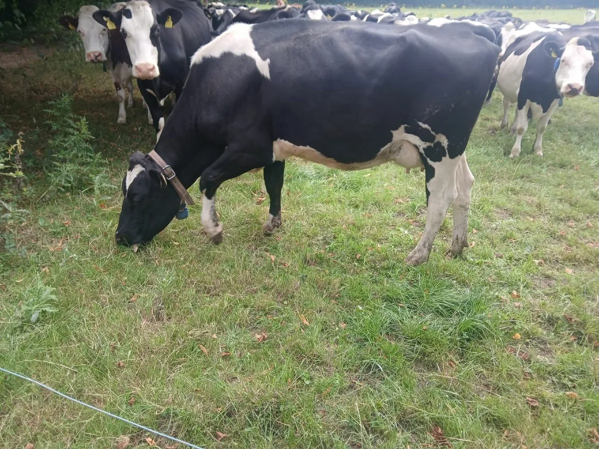 Milking Cows