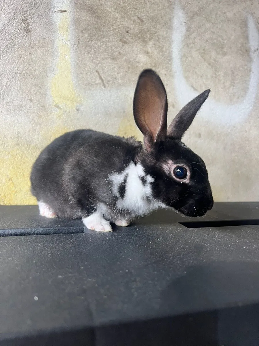 Mini Rex buck baby - Image 1
