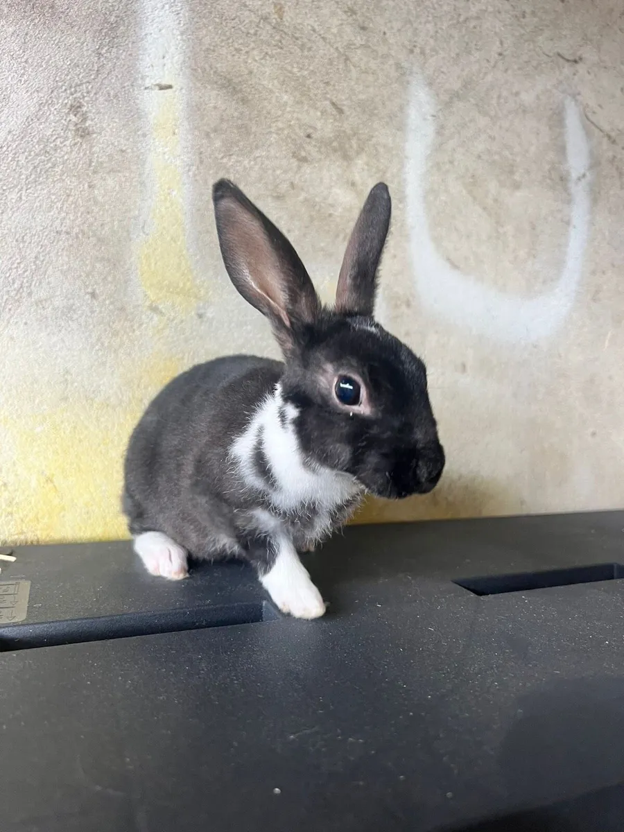 Mini Rex buck baby - Image 2