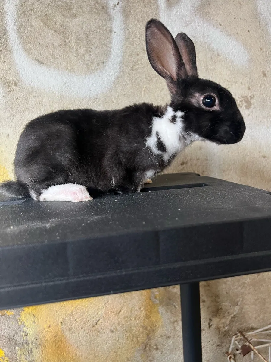 Mini Rex buck baby - Image 3