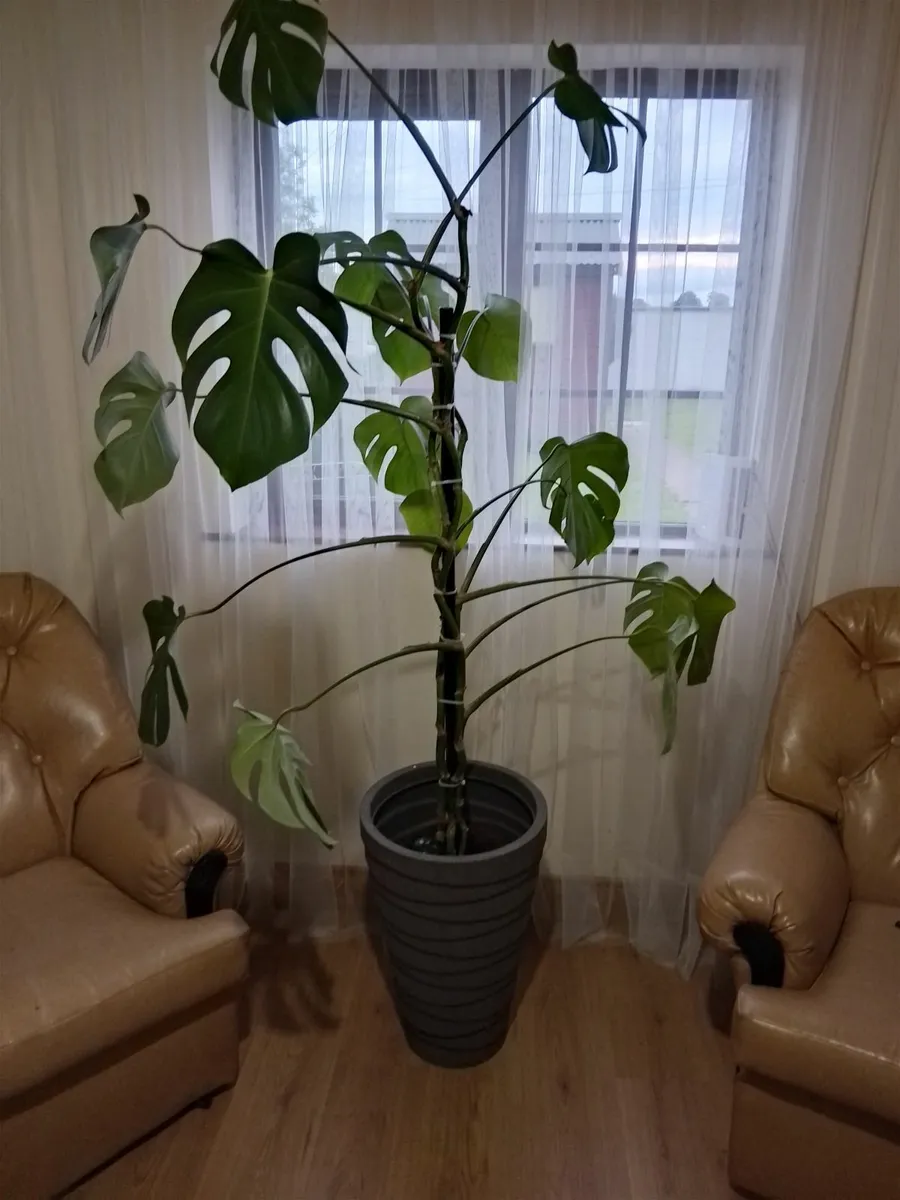Large Plant - Image 1