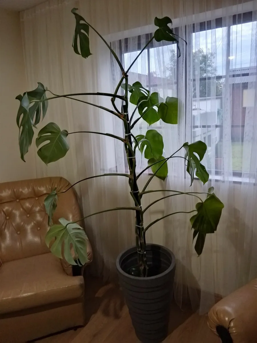 Large Plant - Image 2