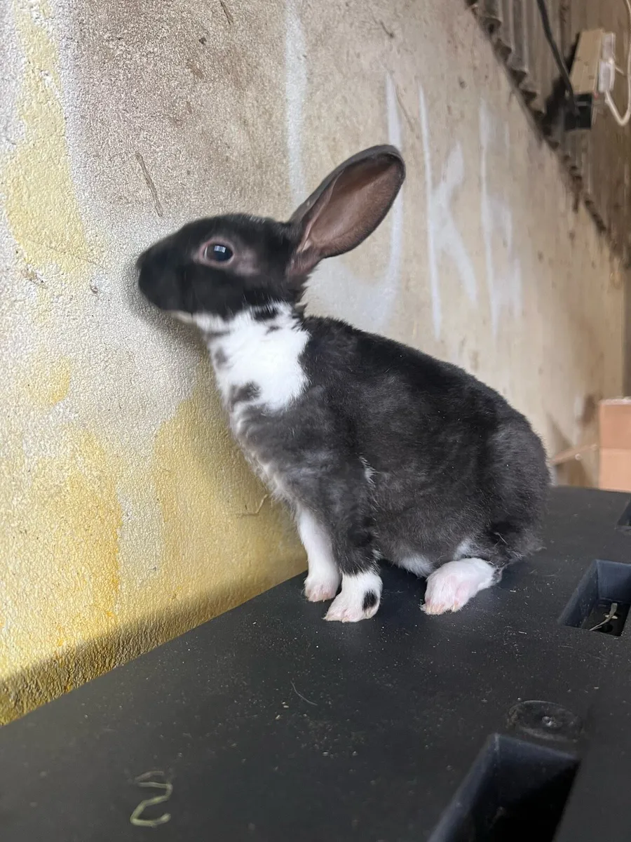 Mini Rex buck baby - Image 4