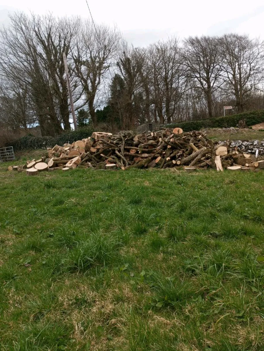 Ash timber - Image 1