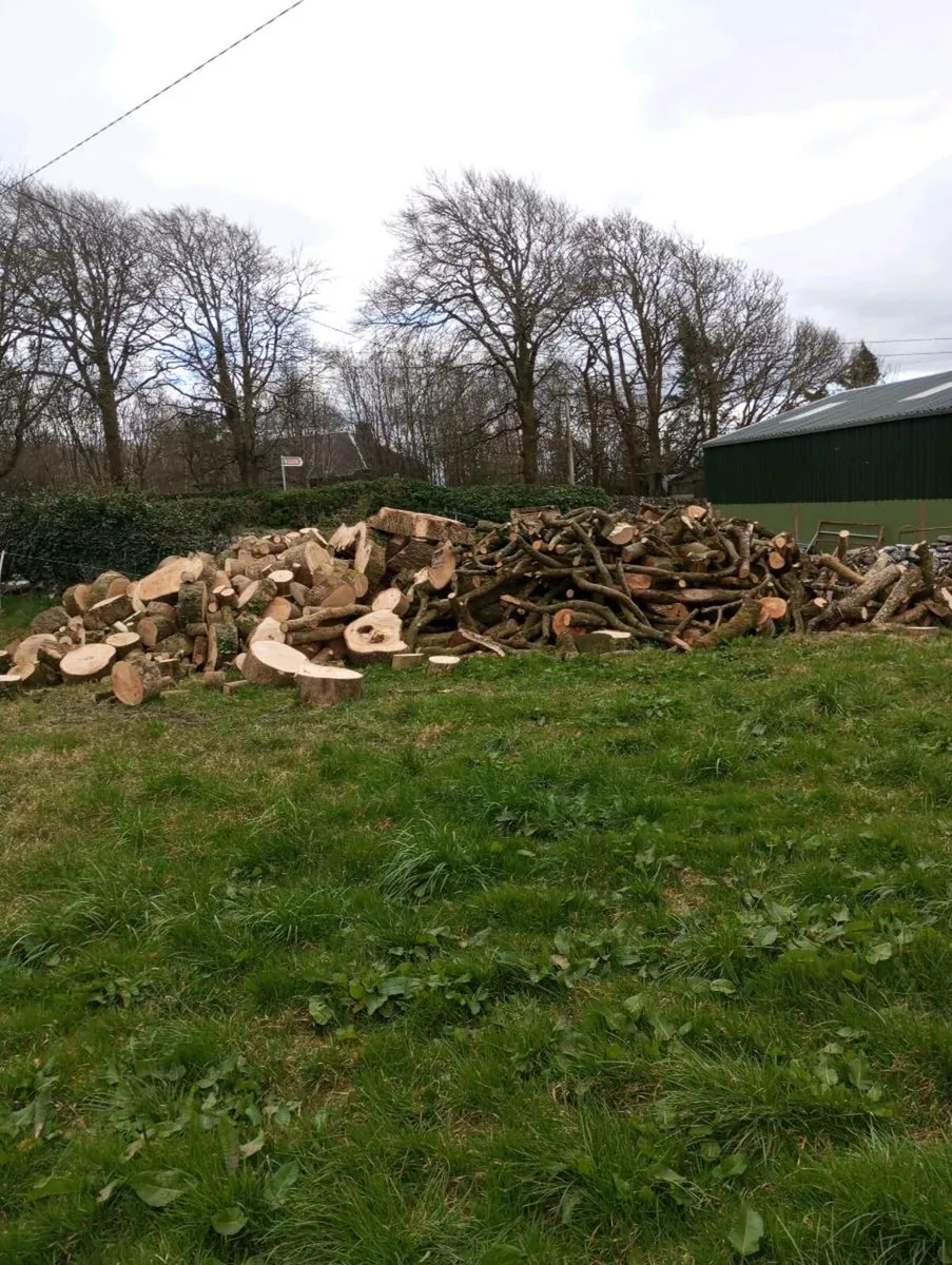 Ash timber - Image 2