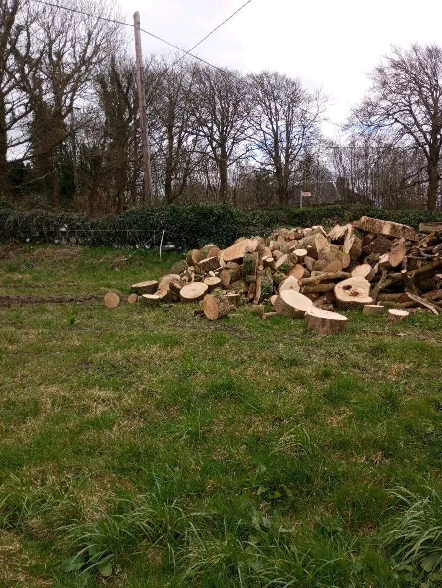 Ash timber - Image 3
