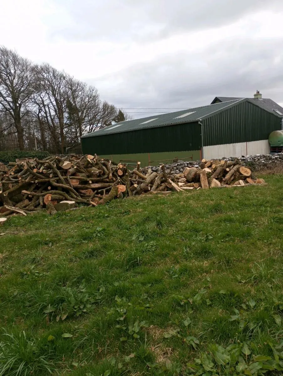 Ash timber - Image 4