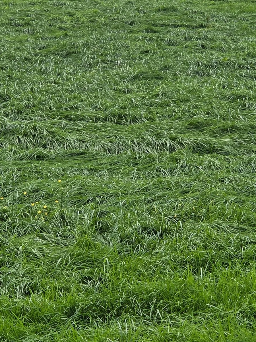 Grass silage