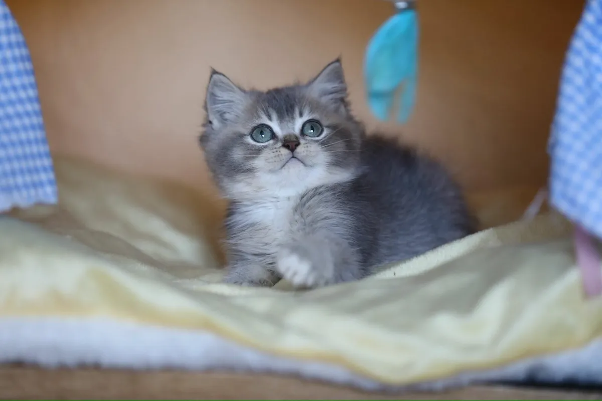 British Shorthair x - Image 1