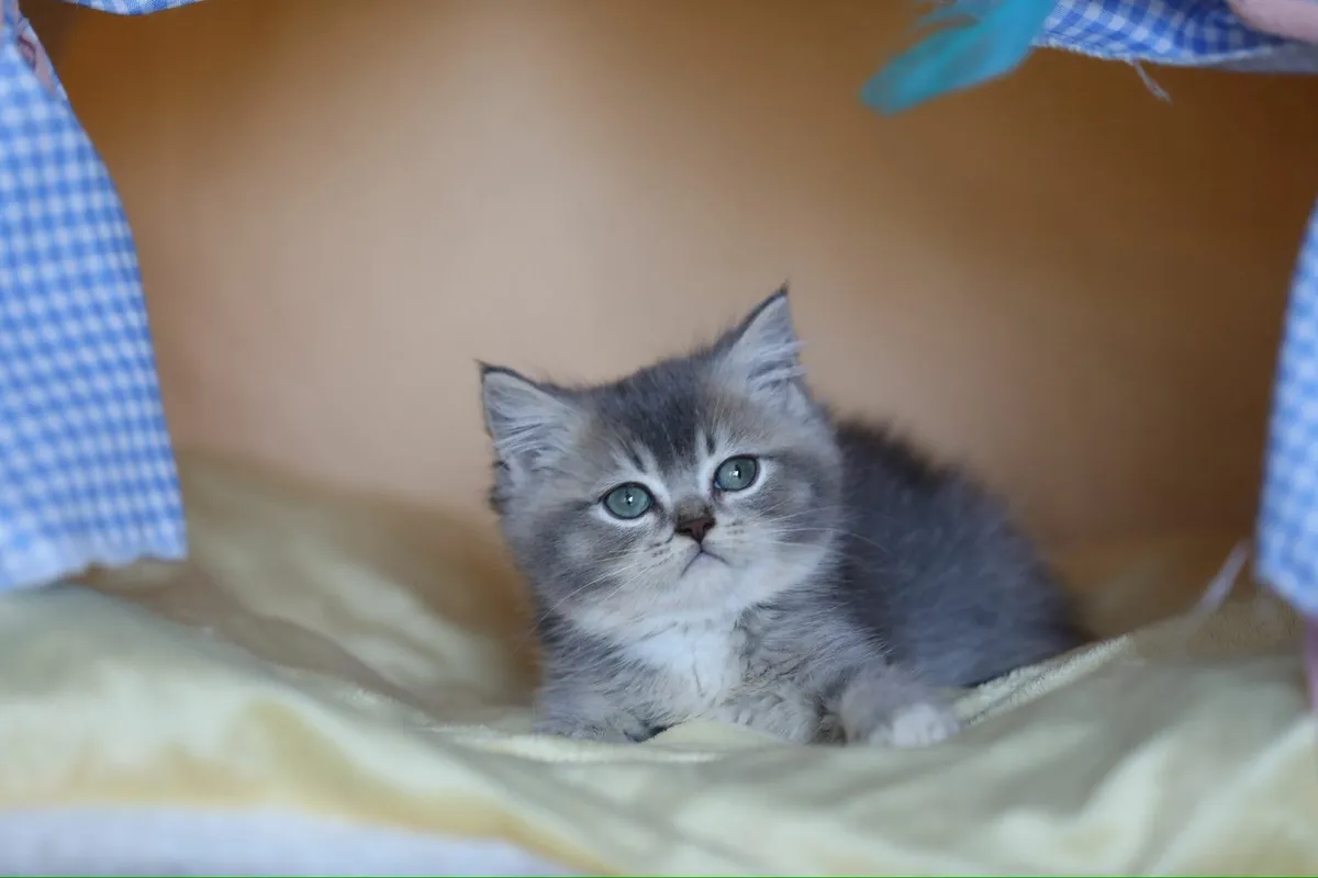 British Shorthair x - Image 2