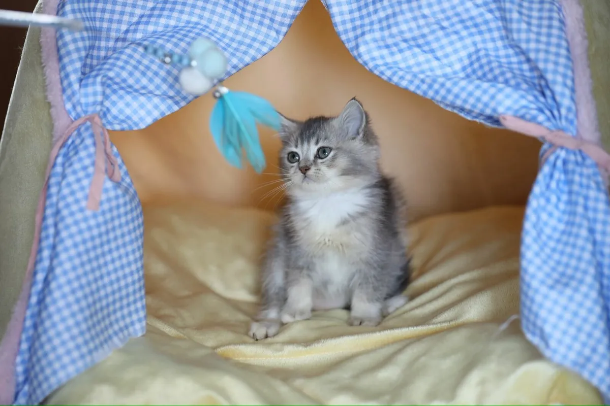 British Shorthair x - Image 3