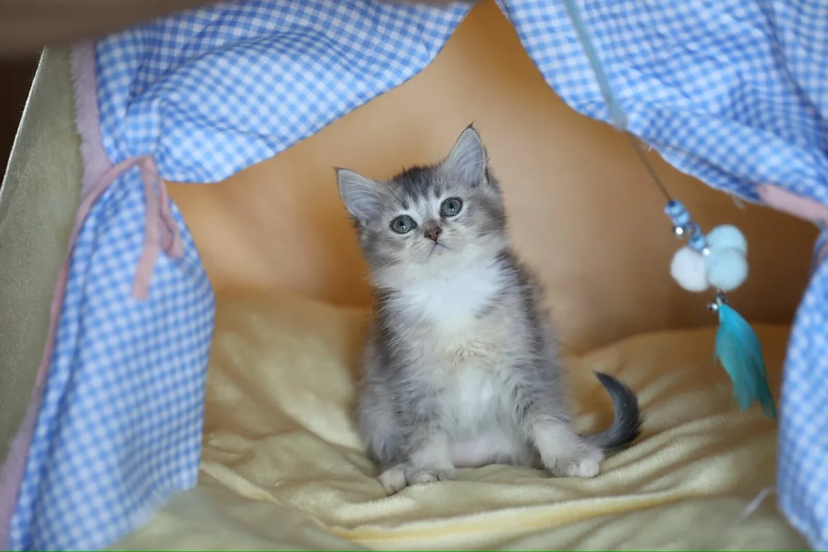 British Shorthair x - Image 4