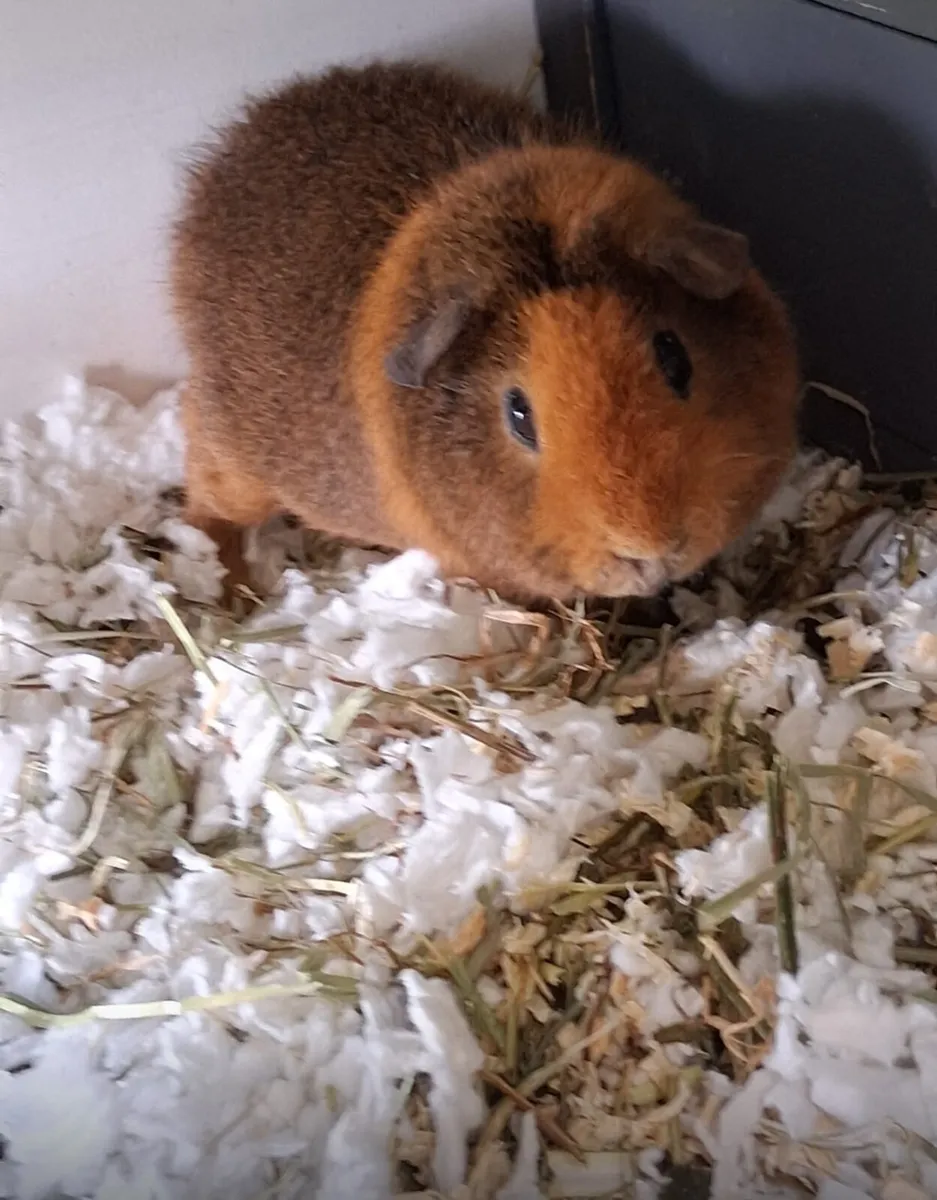 Guinea pig