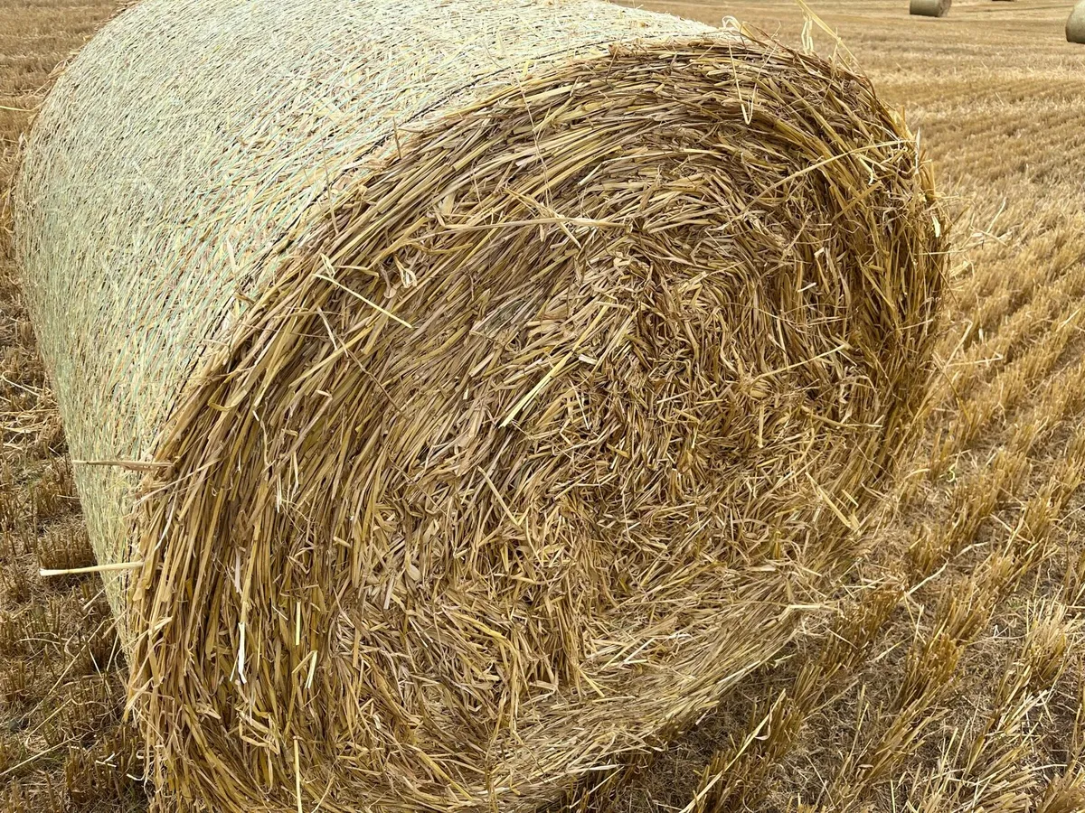 Spring barley straw - Image 1