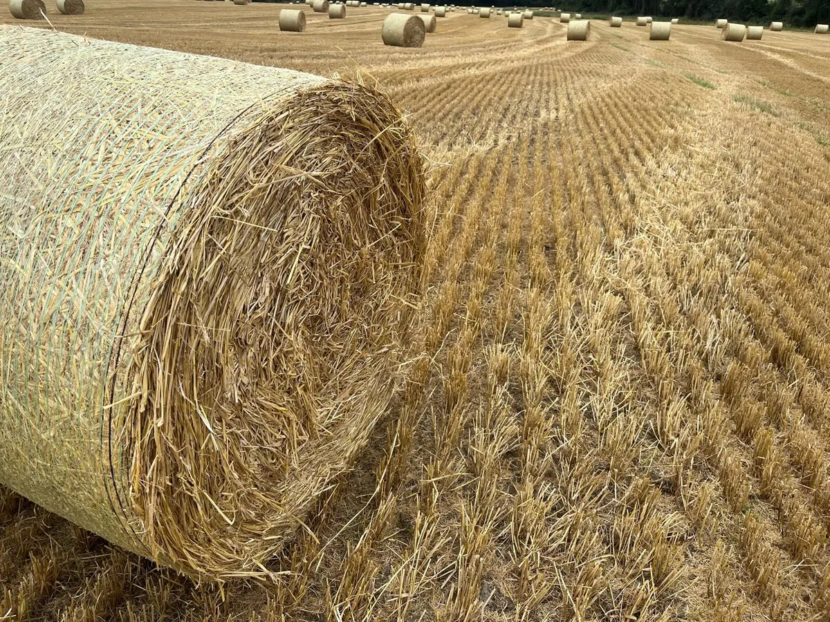 Spring barley straw - Image 3