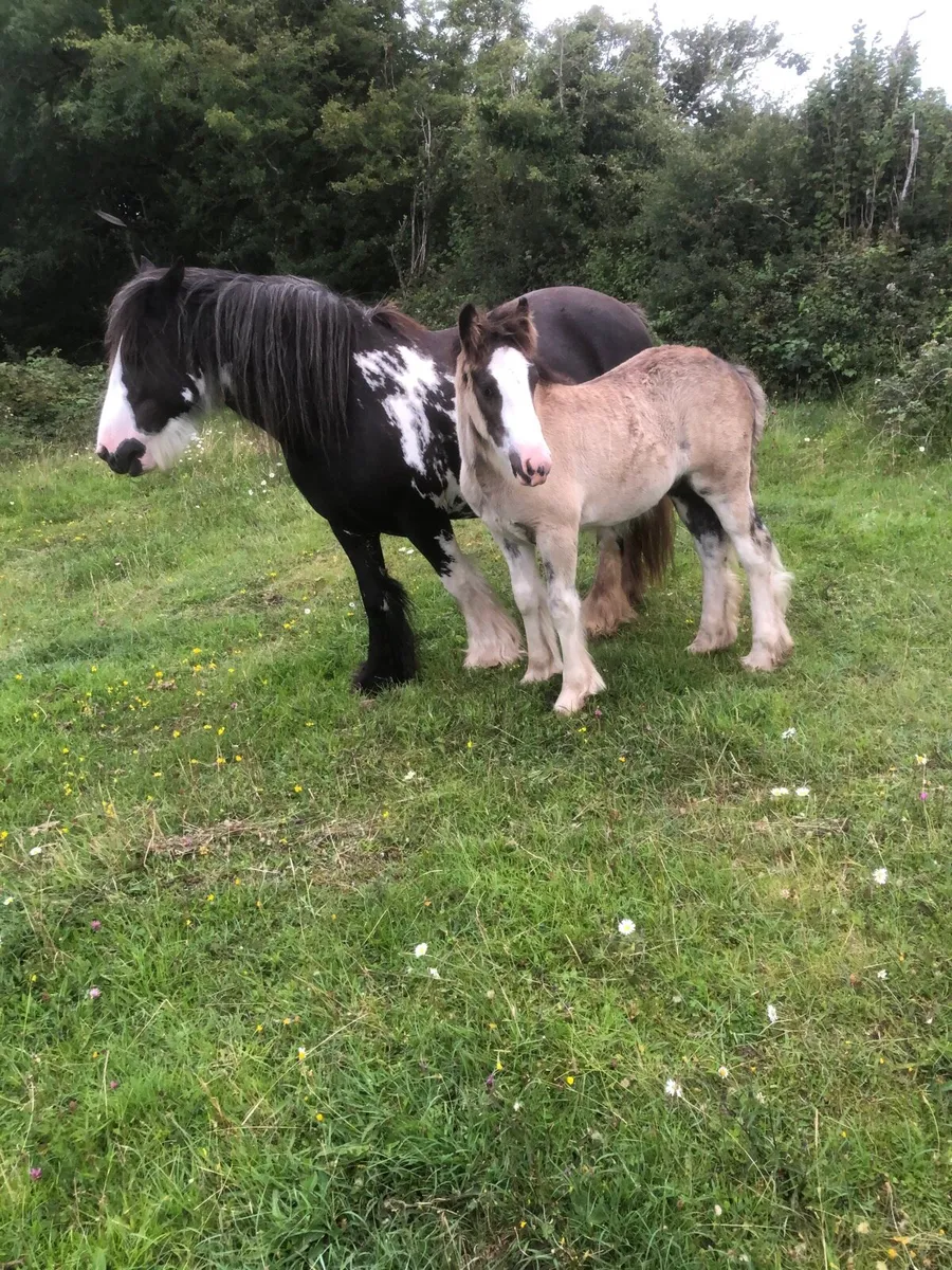 Heavy Cob and foal - Image 1