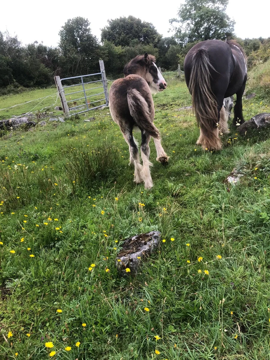 Heavy Cob and foal - Image 2