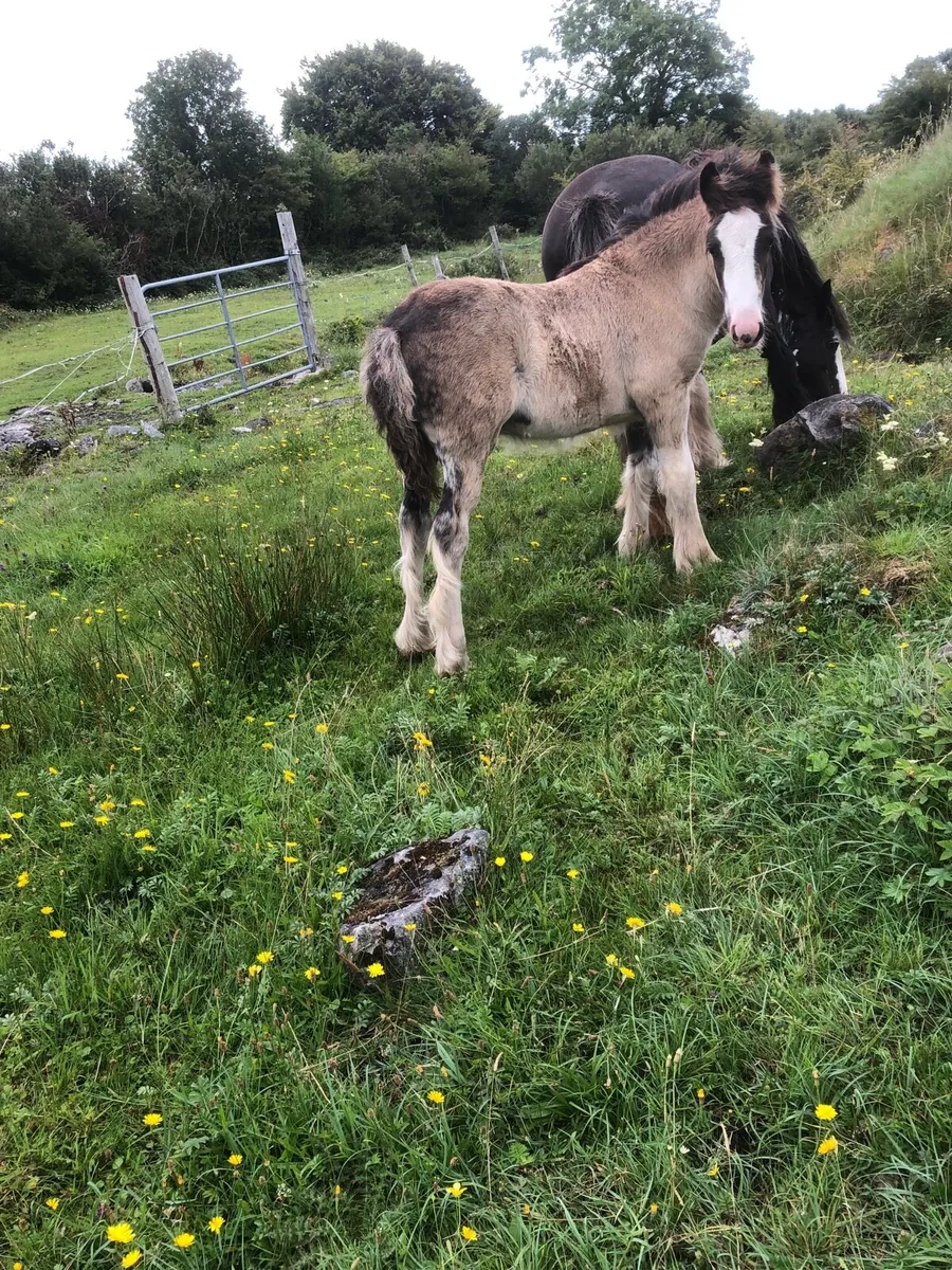 Heavy Cob and foal - Image 3