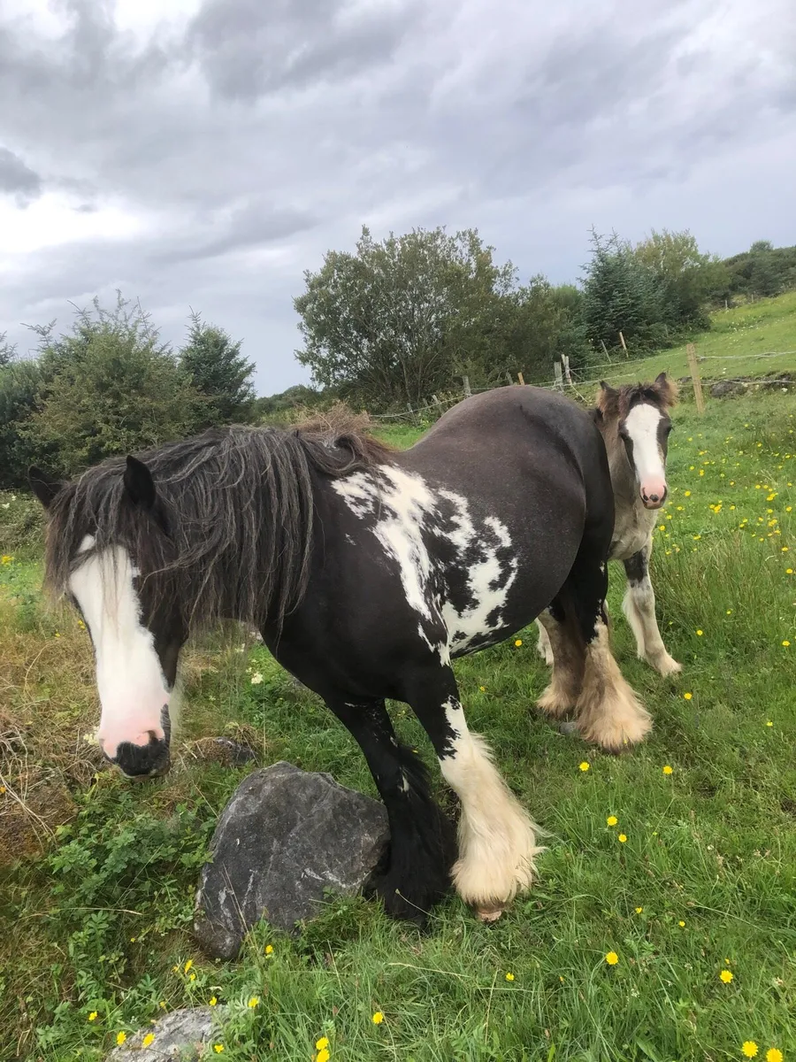 Heavy Cob and foal - Image 4