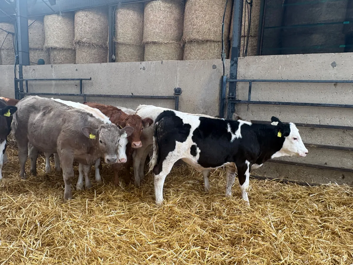 12 Continental females  ready for grass - Image 1
