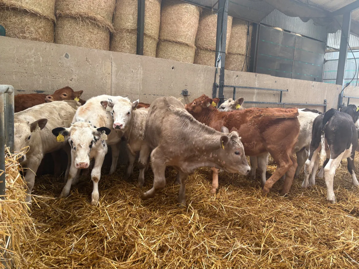 12 Continental females  ready for grass - Image 4