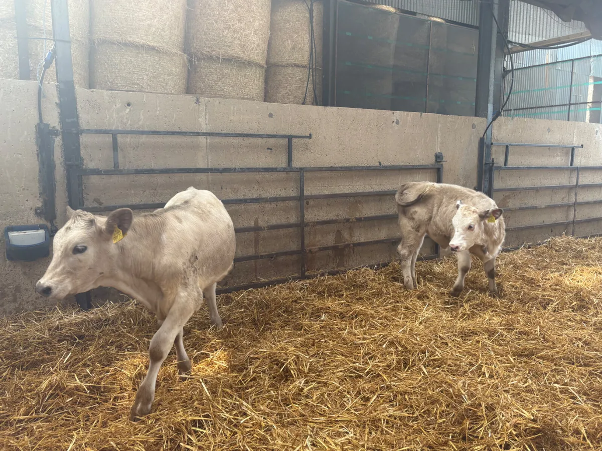 12 Continental females  ready for grass - Image 3