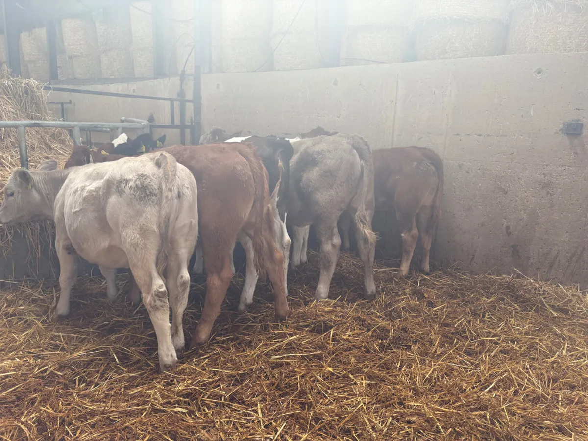 12 Continental females  ready for grass - Image 2