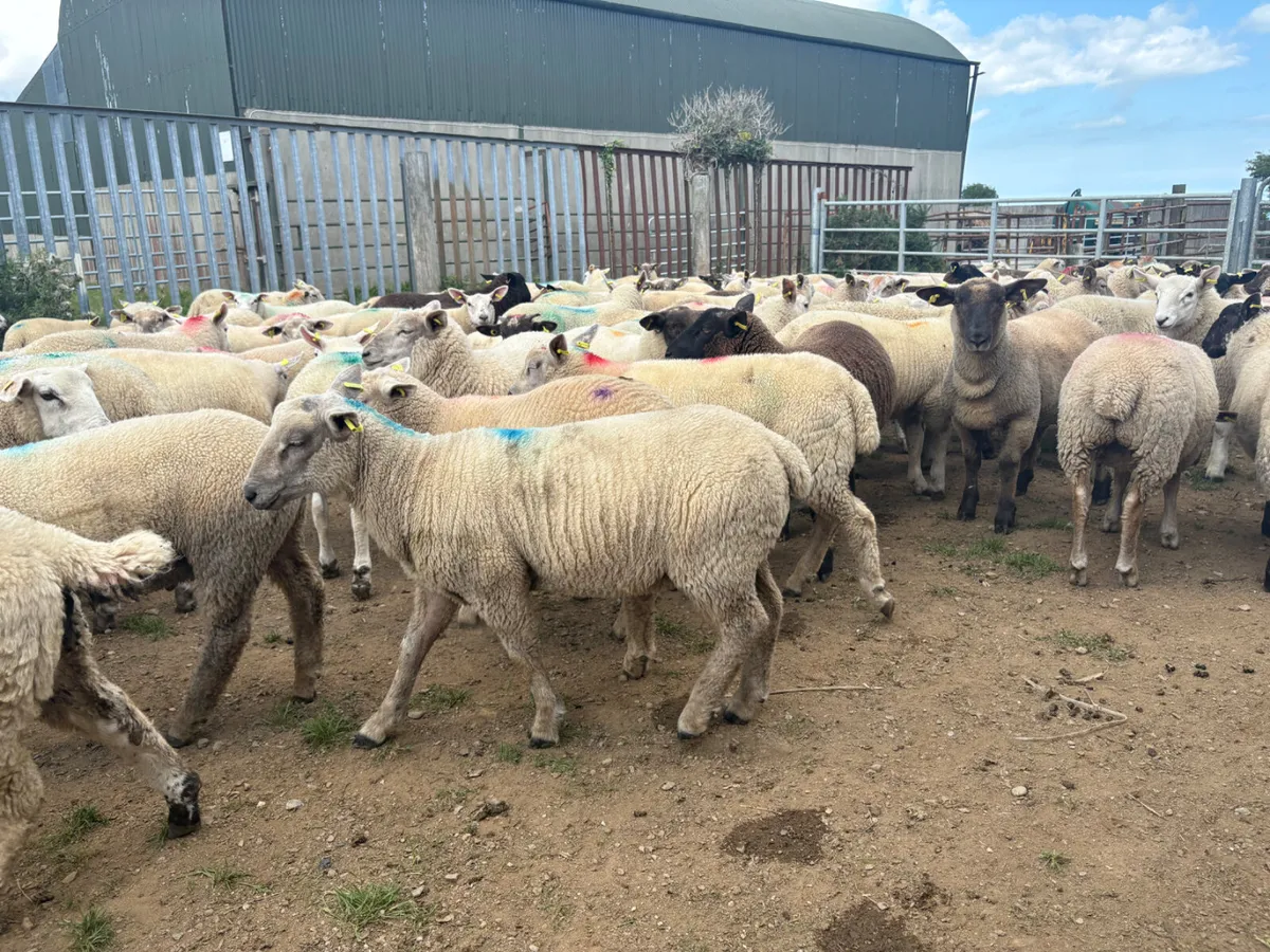 200 Store Lambs 35kg - Image 2