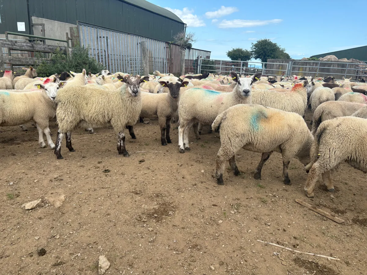 200 Store Lambs 35kg - Image 4