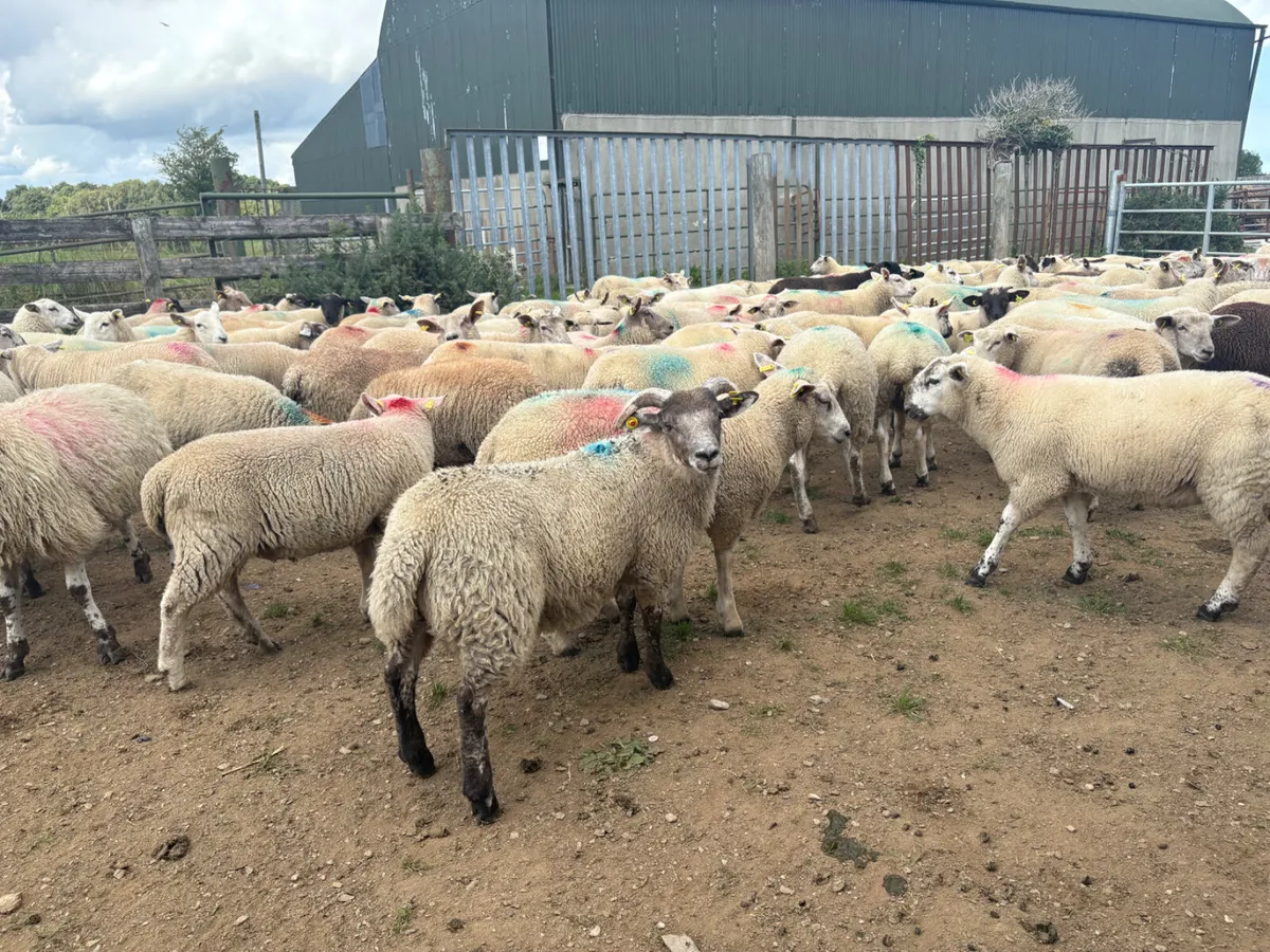 200 Store Lambs 35kg - Image 3