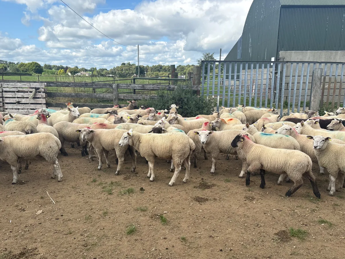 200 Store Lambs 35kg - Image 1