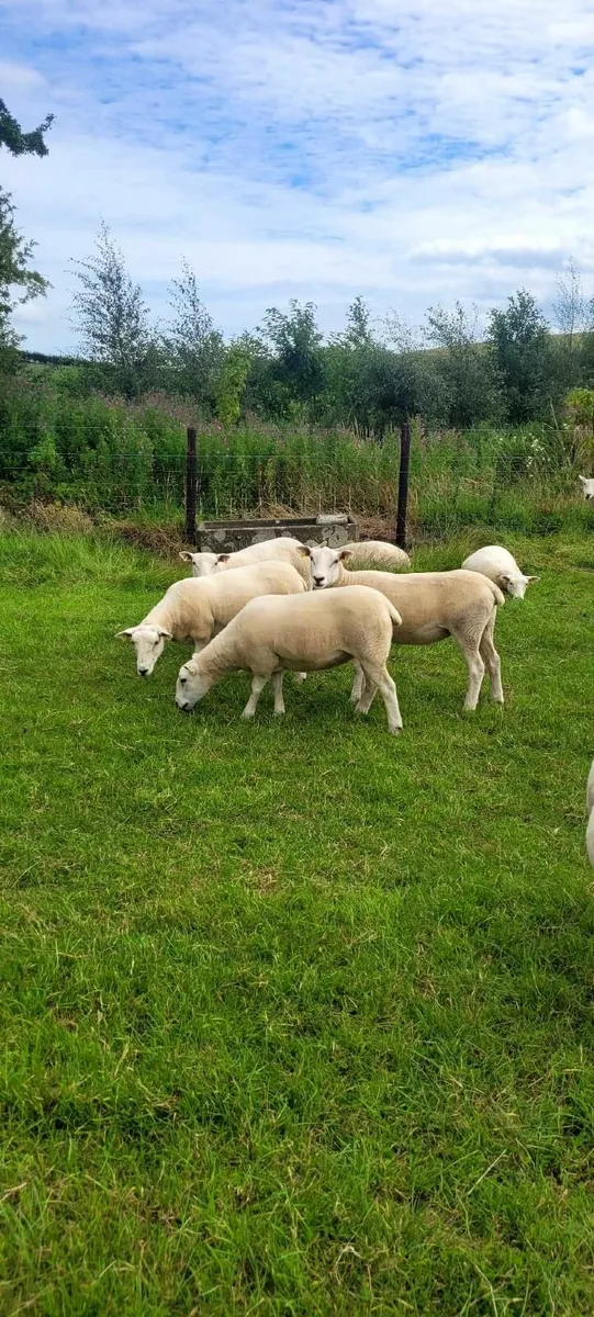 Lleyn hoggets - Image 3