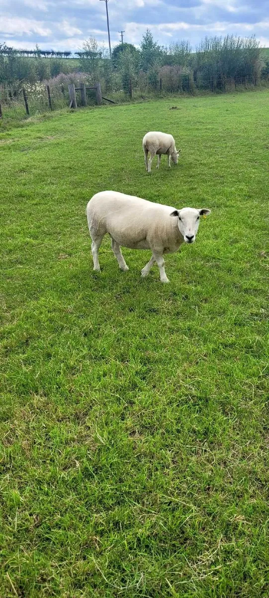 Lleyn hoggets - Image 4