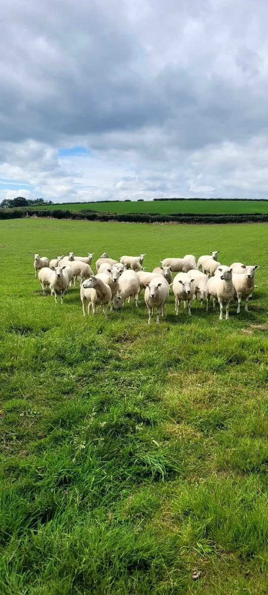 Lleyn hoggets - Image 1