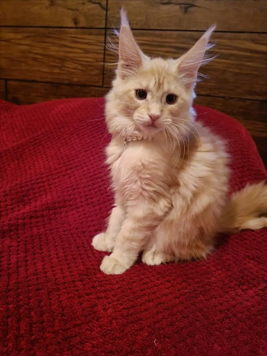 Maine Coon Girl Danaya for sale  registration WCF - Image 1