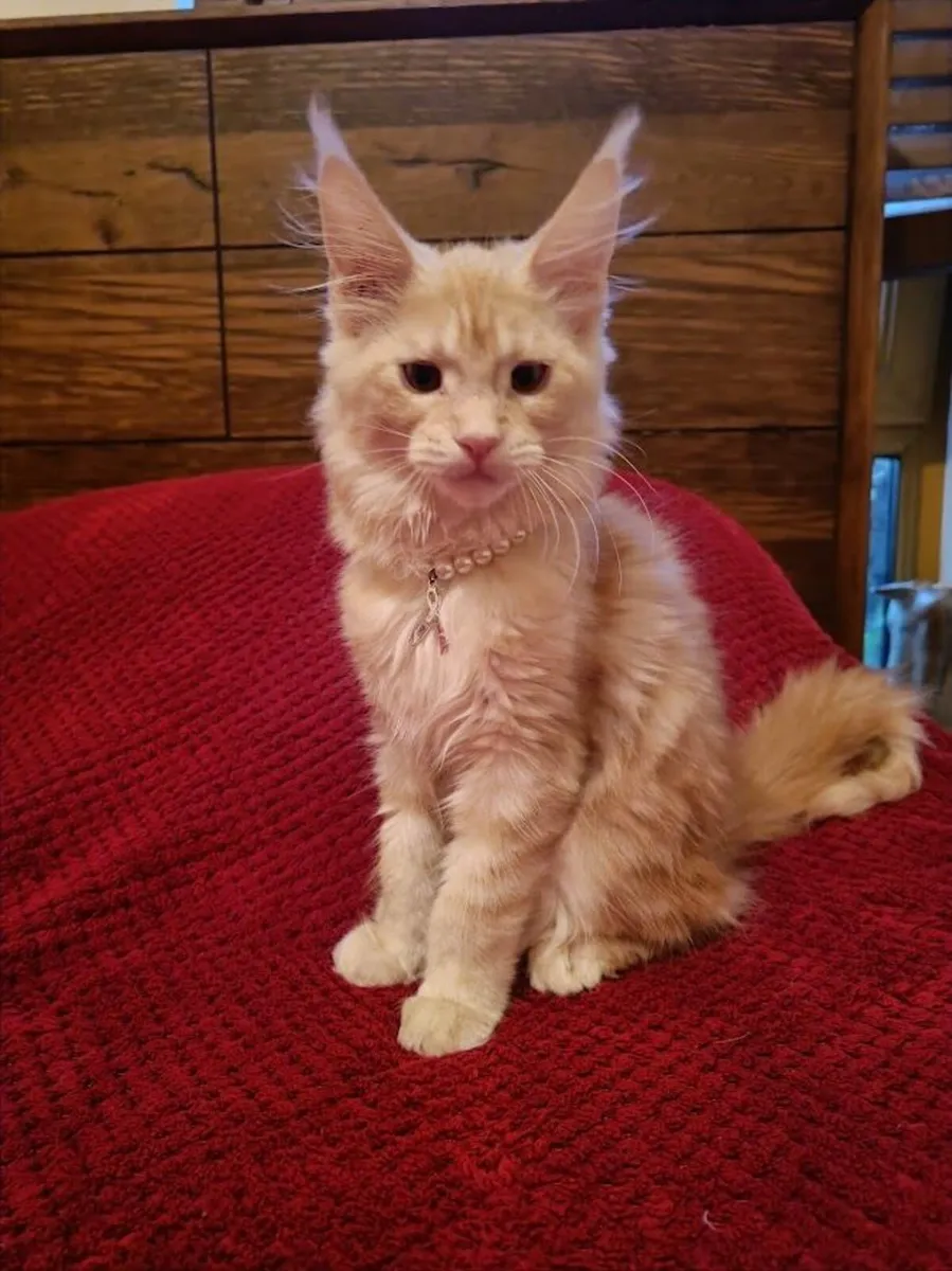 Maine Coon Girl Danaya for sale  registration WCF - Image 3
