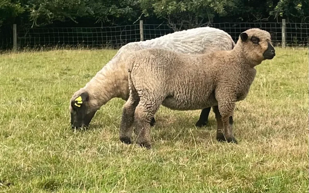 Lambs - Image 1