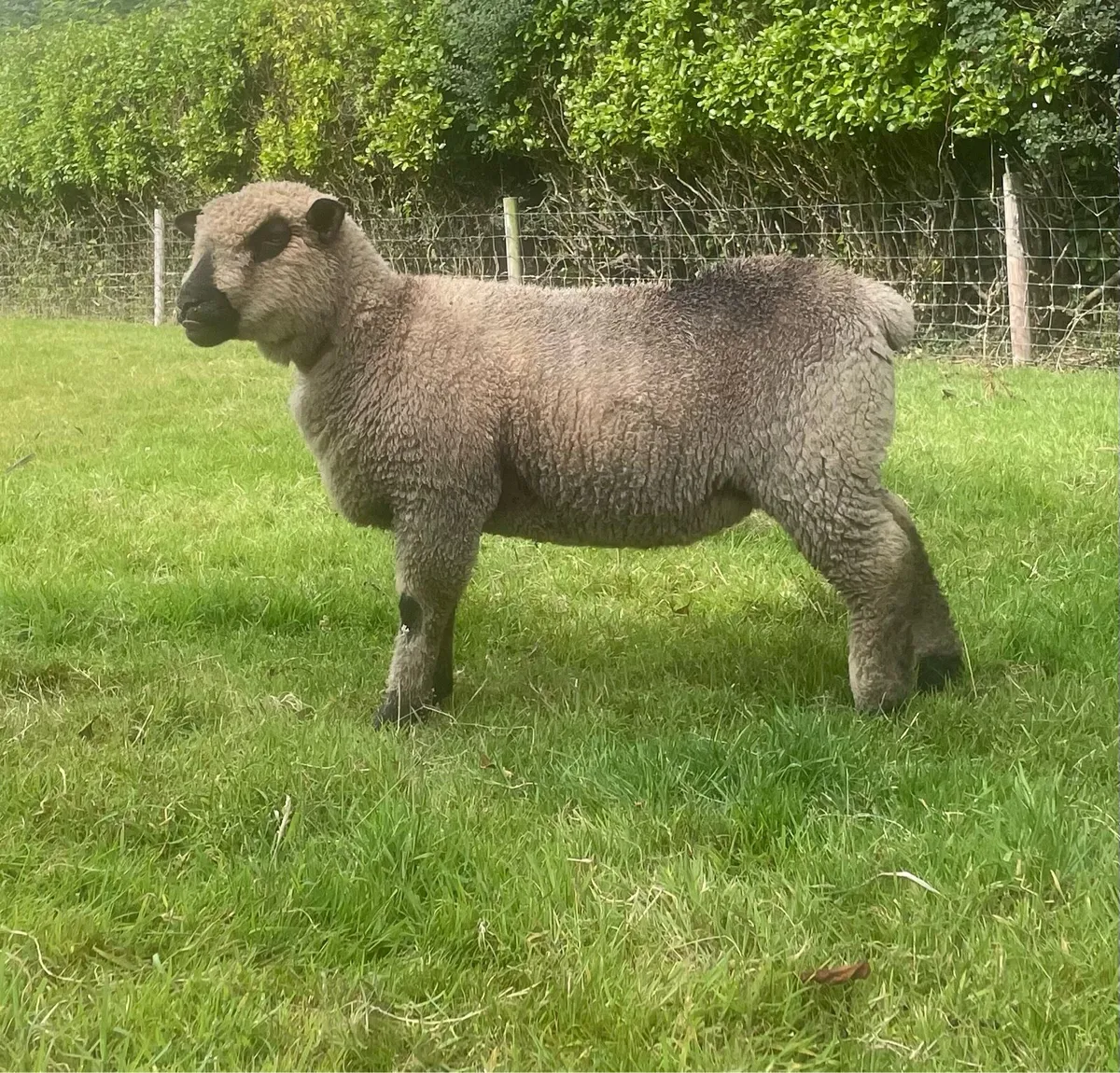 Lambs - Image 2