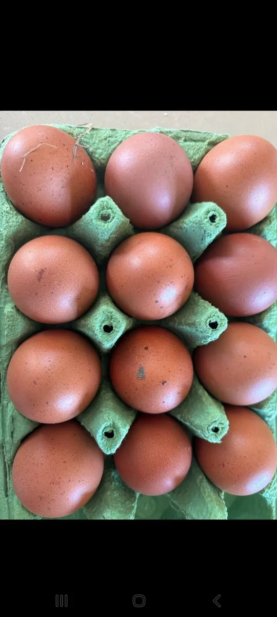 Hatching eggs
